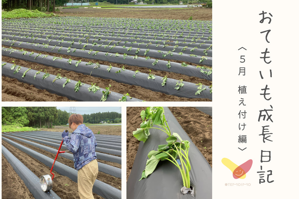 ヤマブキファーム × OTEMOTO「OTEMOIMO(おてもいも)」成長日記 〈5月 植え付け編〉