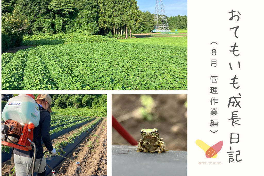 ヤマブキファーム × OTEMOTO「OTEMOIMO(おてもいも)」成長日記 〈8月 管理作業編〉