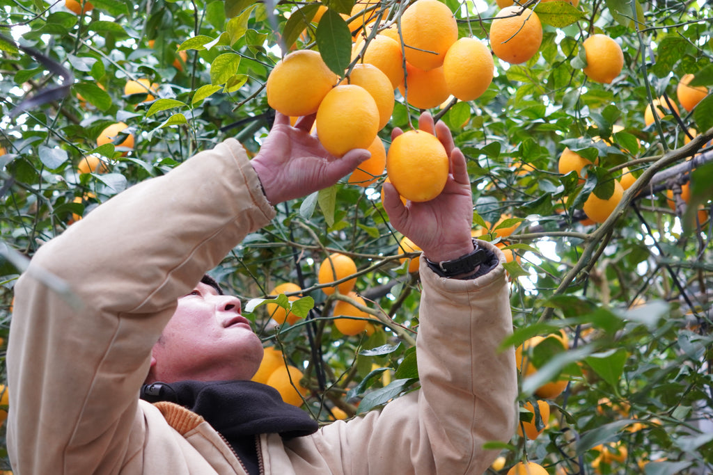 レモンリキュールエイトの誕生ヒストリーとこれからの未来の話