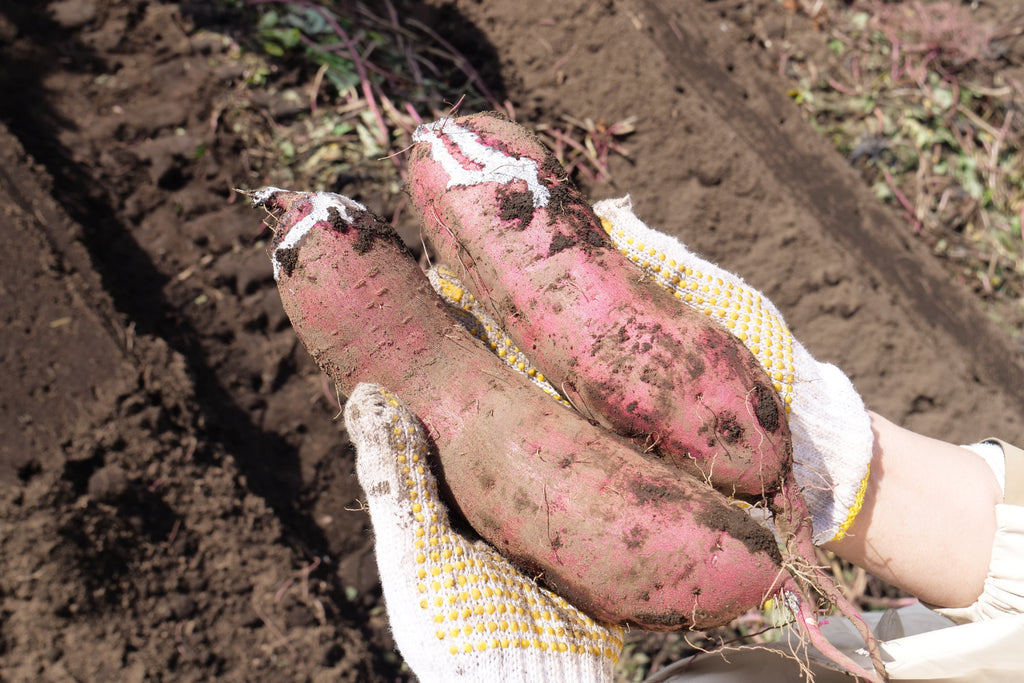 ヤマブキファームべにはるか | OTEMOTOのレシピ