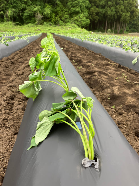 【特別コラボ区画品】ヤマブキファーム × OTEMOTO|農園直送 ふぞろい土付きべにはるか|レシピカード付き