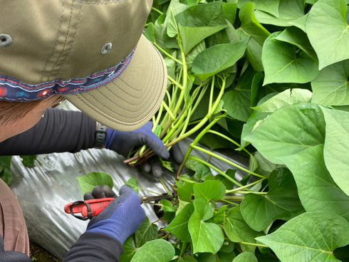 【特別コラボ区画品】ヤマブキファーム × OTEMOTO|農園直送 ふぞろい土付きべにはるか|レシピカード付き