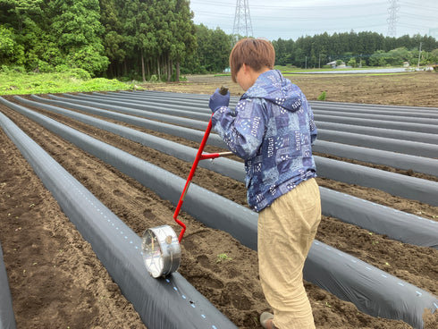 【特別コラボ区画品】ヤマブキファーム × OTEMOTO|農園直送 ふぞろい土付きべにはるか|レシピカード付き