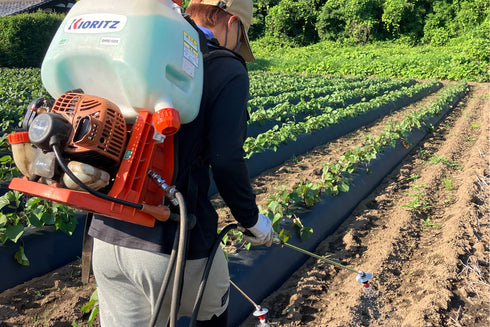 【特別コラボ区画品】ヤマブキファーム × OTEMOTO|農園直送 ふぞろい土付きべにはるか|レシピカード付き