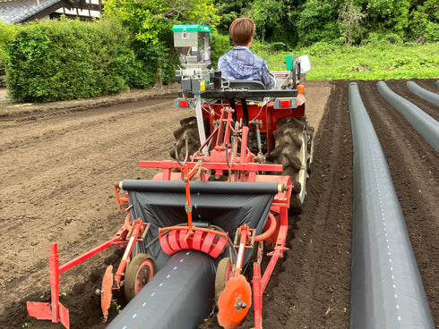 【特別コラボ区画品】ヤマブキファーム × OTEMOTO|農園直送 ふぞろい土付きべにはるか|レシピカード付き