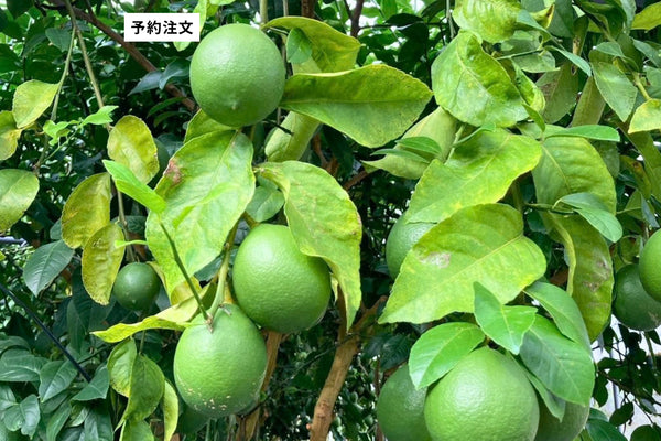 ロシアン佐藤が訪れた八丈島・西浜農園グリーンレモン