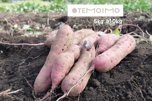 OTEMOIMO 土付き ふぞろい べにはるか - ヤマブキファーム×OTEMOTO