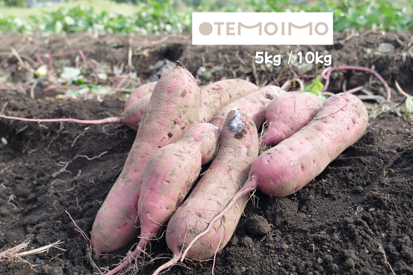 OTEMOIMO 土付き ふぞろい べにはるか - ヤマブキファーム×OTEMOTO