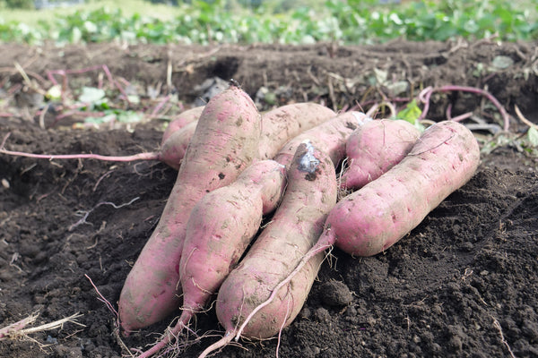 ヤマブキファームOTEMOTOコラボ土付きべにはるか「OTEMOIMO」