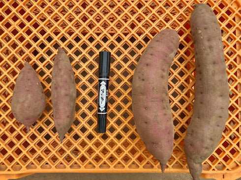 OTEMOIMO 土付き ふぞろい べにはるか