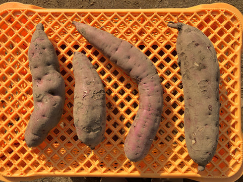 OTEMOIMO 土付き ふぞろい べにはるか