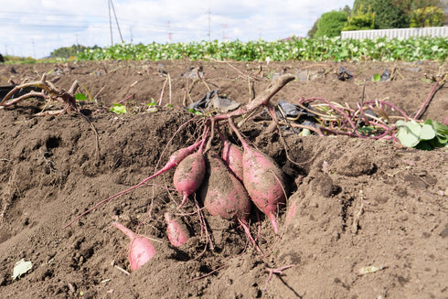 【特別コラボ区画品】ヤマブキファーム × OTEMOTO|農園直送 ふぞろい土付きべにはるか|レシピカード付き