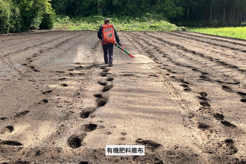 ロシアン佐藤プロデュースOTEMOTOプロジェクトと茨城県のヤマブキファームがコラボ。土付きふぞろいべにはるか。産地直送
