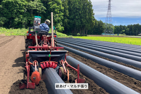 ロシアン佐藤プロデュースOTEMOTOプロジェクトと茨城県のヤマブキファームがコラボ。土付きふぞろいべにはるか。産地直送