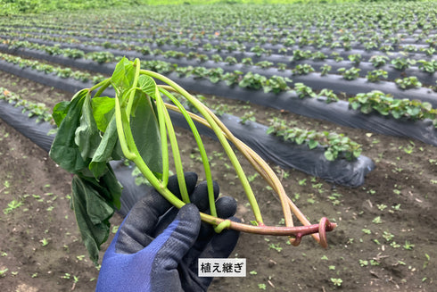 ロシアン佐藤プロデュースOTEMOTOプロジェクトと茨城県のヤマブキファームがコラボ。土付きふぞろいべにはるか。産地直送