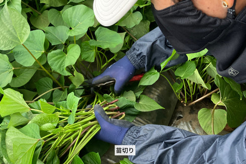 ロシアン佐藤プロデュースOTEMOTOプロジェクトと茨城県のヤマブキファームがコラボ。土付きふぞろいべにはるか。産地直送