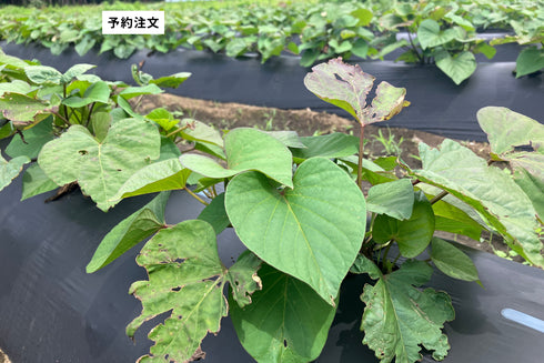 ロシアン佐藤プロデュースOTEMOTOプロジェクトと茨城県のヤマブキファームがコラボ。土付きふぞろいべにはるか。産地直送