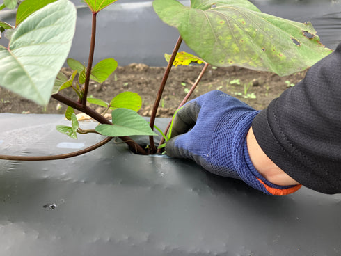 【特別コラボ区画品】ヤマブキファーム × OTEMOTO|農園直送 ふぞろい土付きべにはるか|レシピカード付き