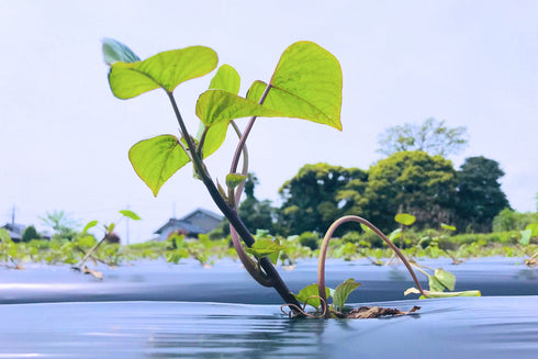 ヤマブキファームのべにはるか